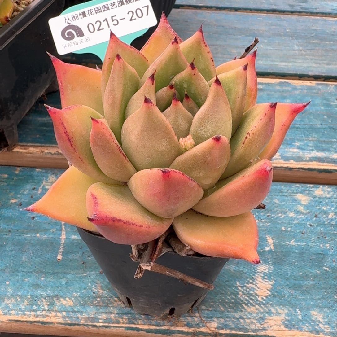 从前慢多肉精选编号0215.207