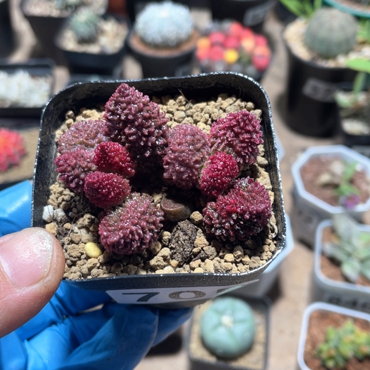 705朱子玉多头植物