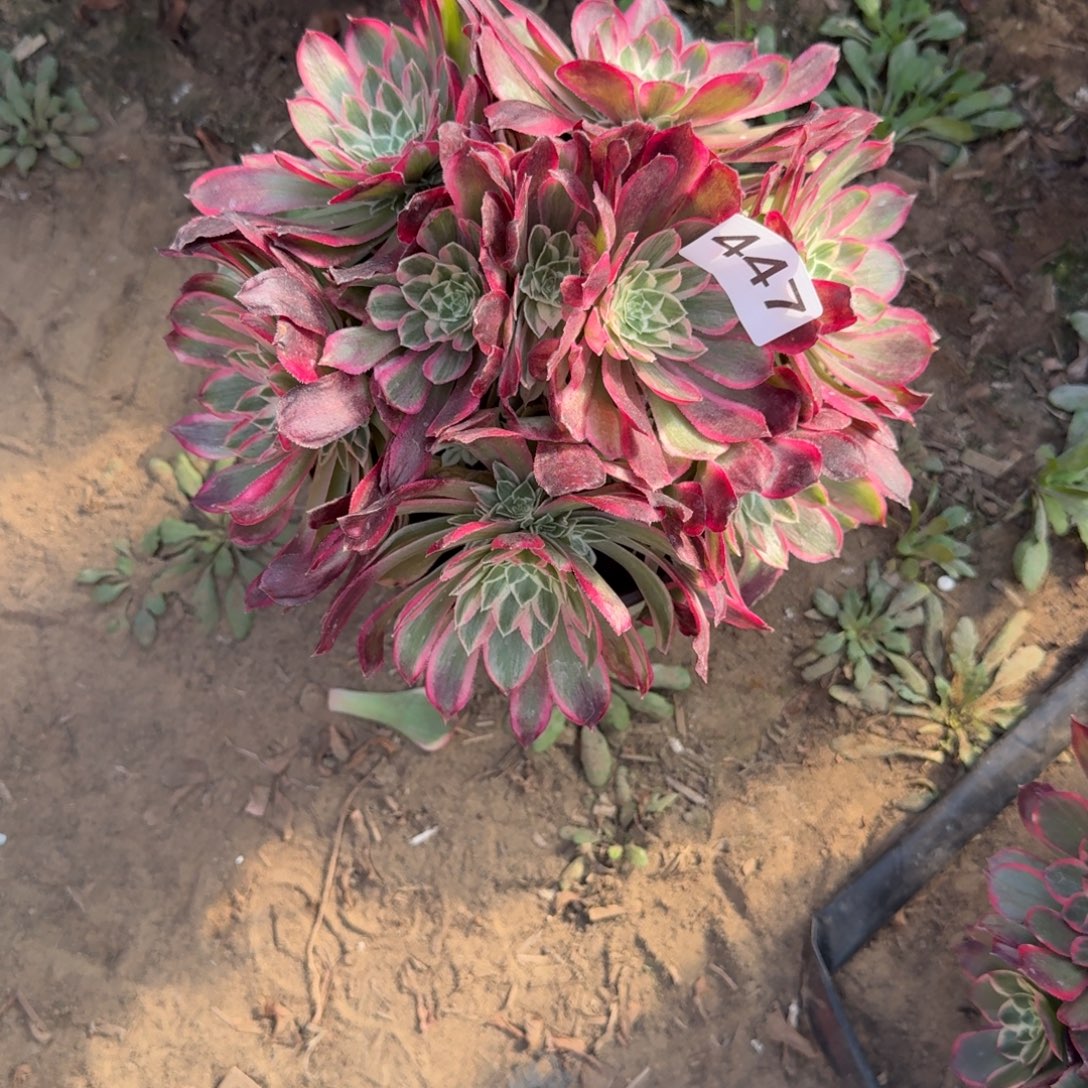 B***H云荷法师多肉447号法师多肉