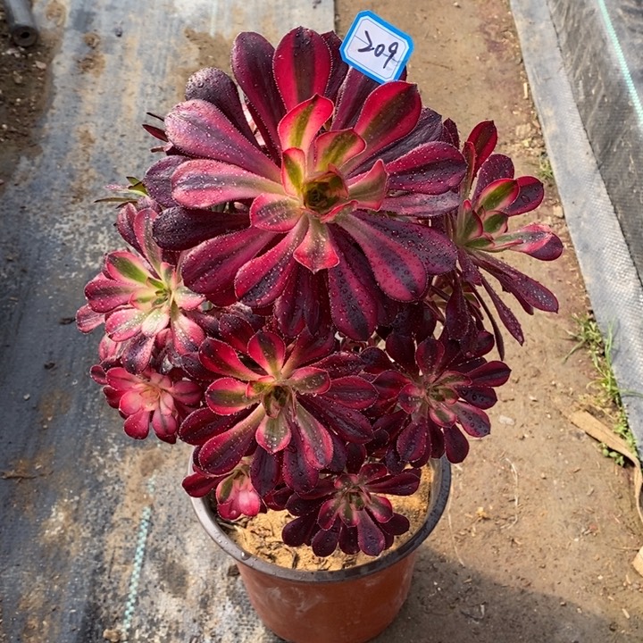 209香奶奶多肉法师