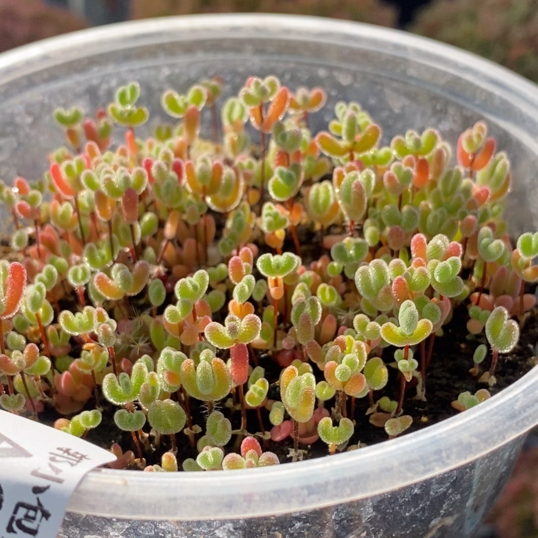 混合切糕3694枝干番杏