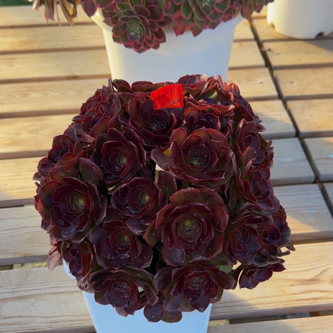 121炖肉植物发货魅金朵朵