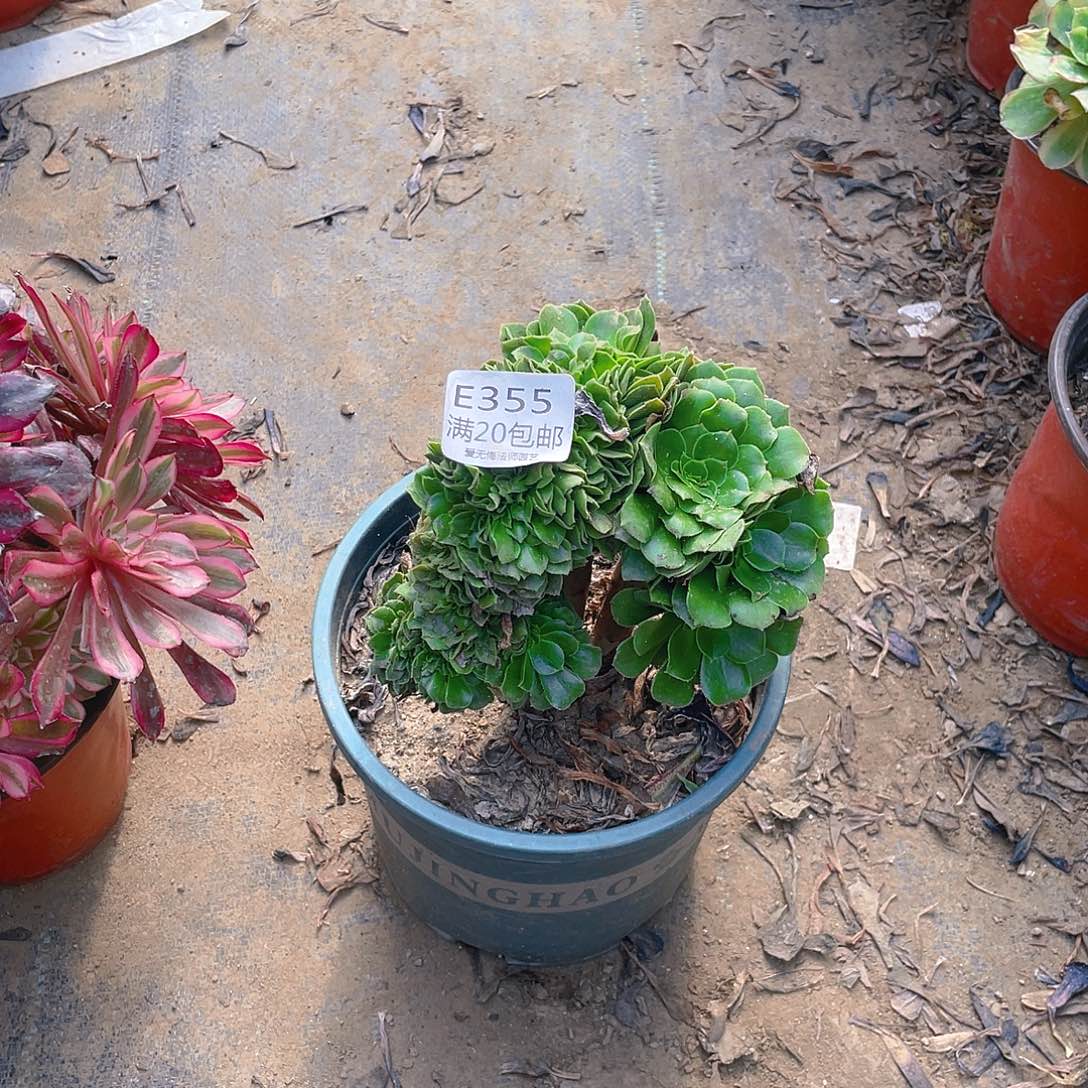 355绿羊绒缀化多肉小损不包