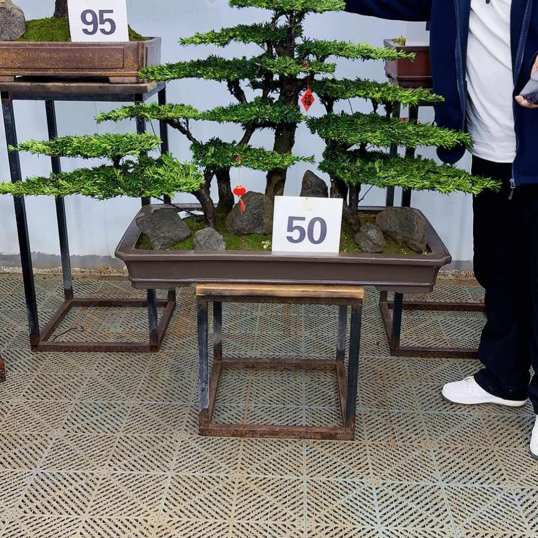 盆景米叶罗汉松盆景