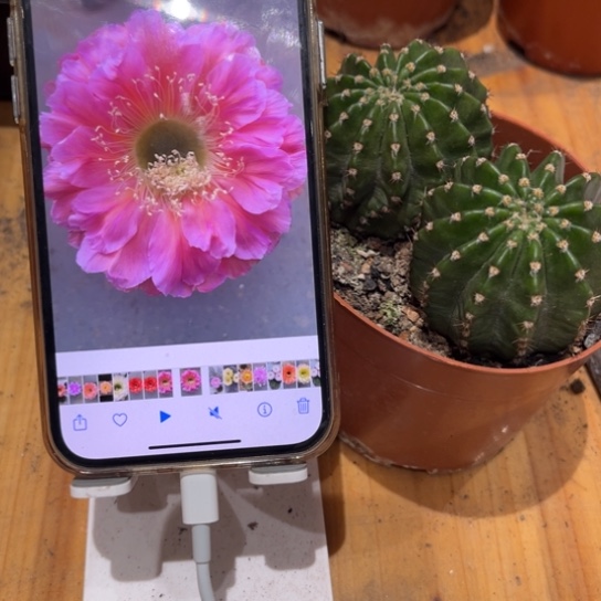 露露金刚15号双球10公分左右