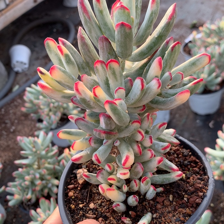 无花朵棒叶福娘锦2088