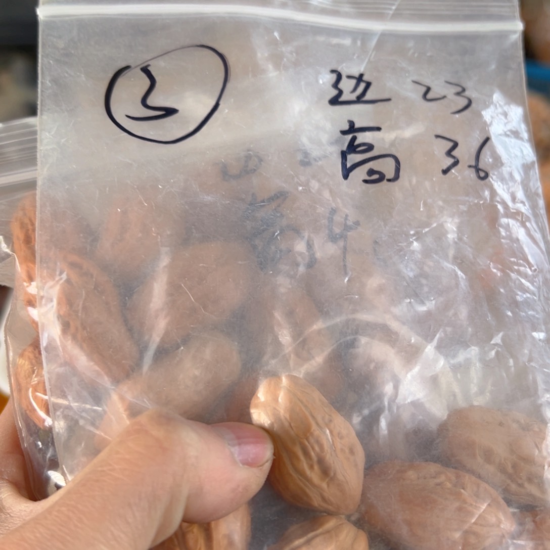 文玩核桃手串1**.小核桃6