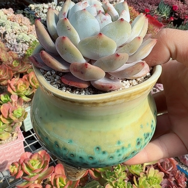 成梦露单头带盆多肉植物