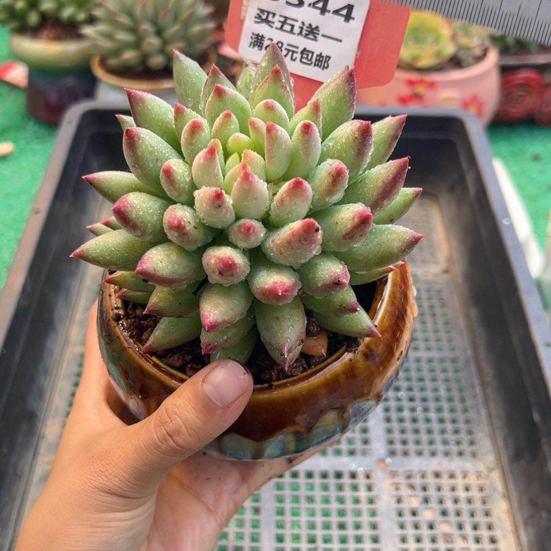 表妹精品多肉植物6344.