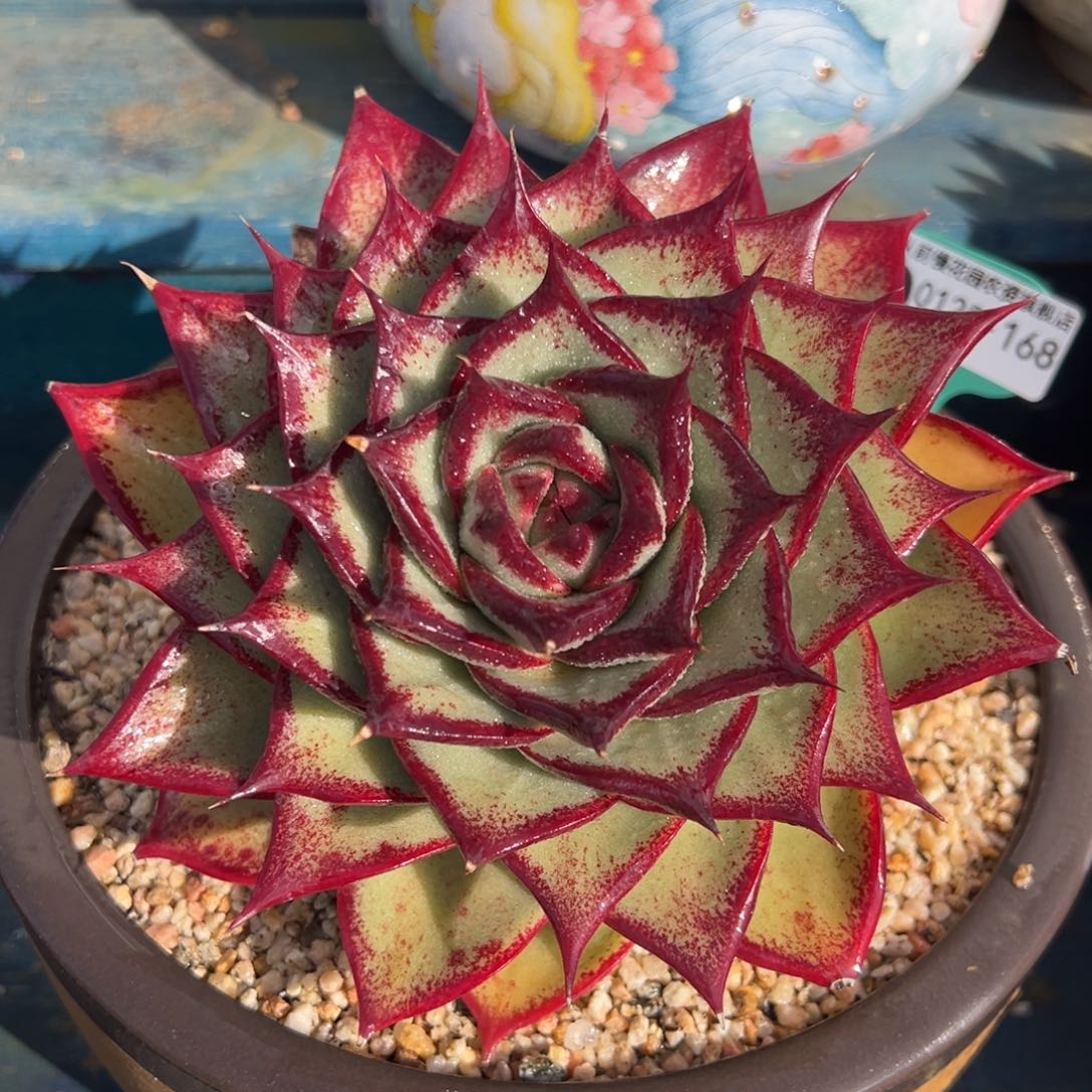 从前慢多肉精选编号0125.168