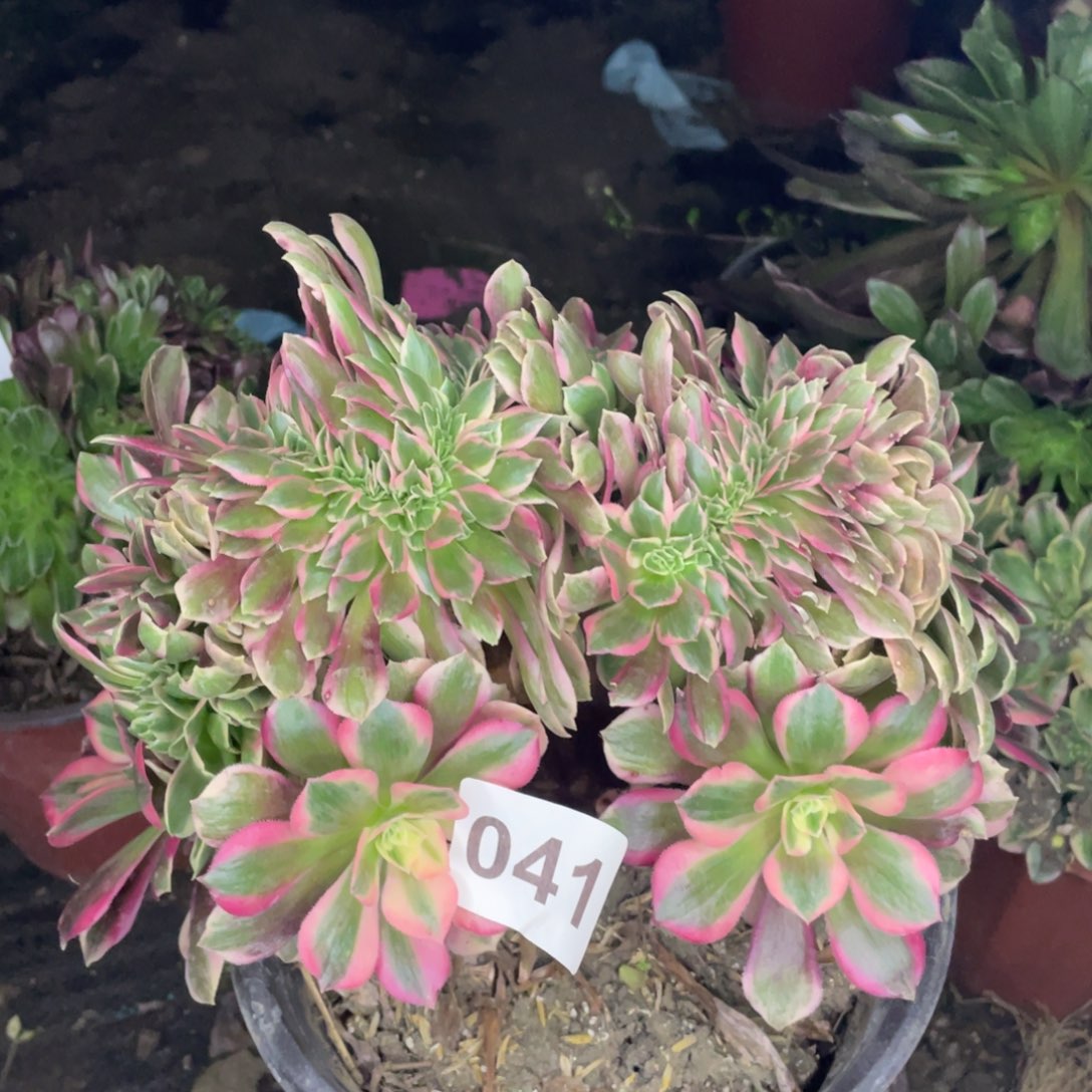 41号板子最不知道名字