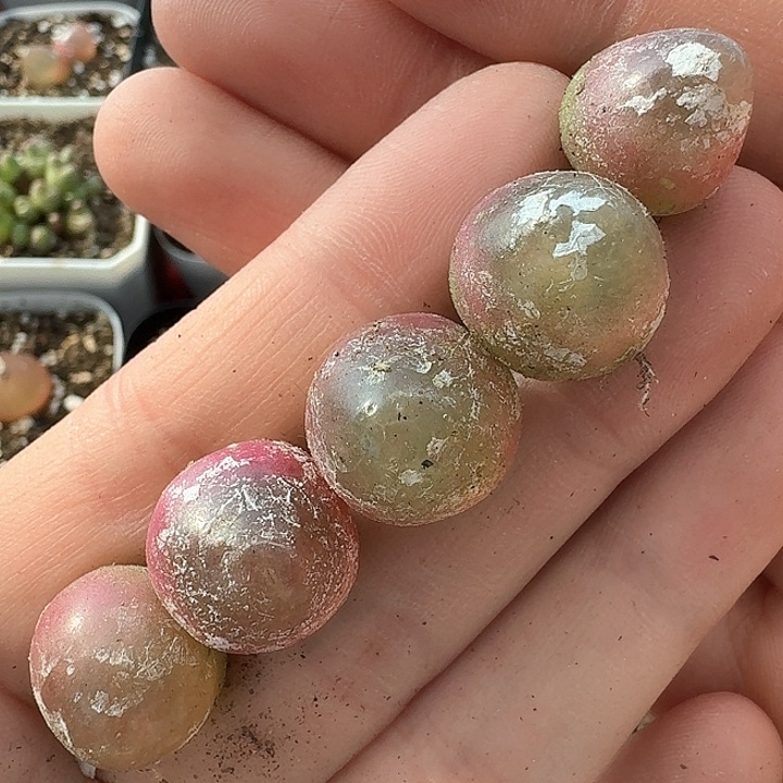 老马生石花灯815