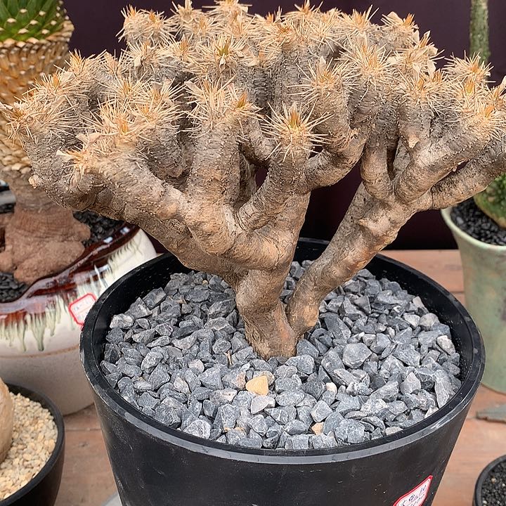 155鬼切阁哈哈哈哈哈哈哈哈哈