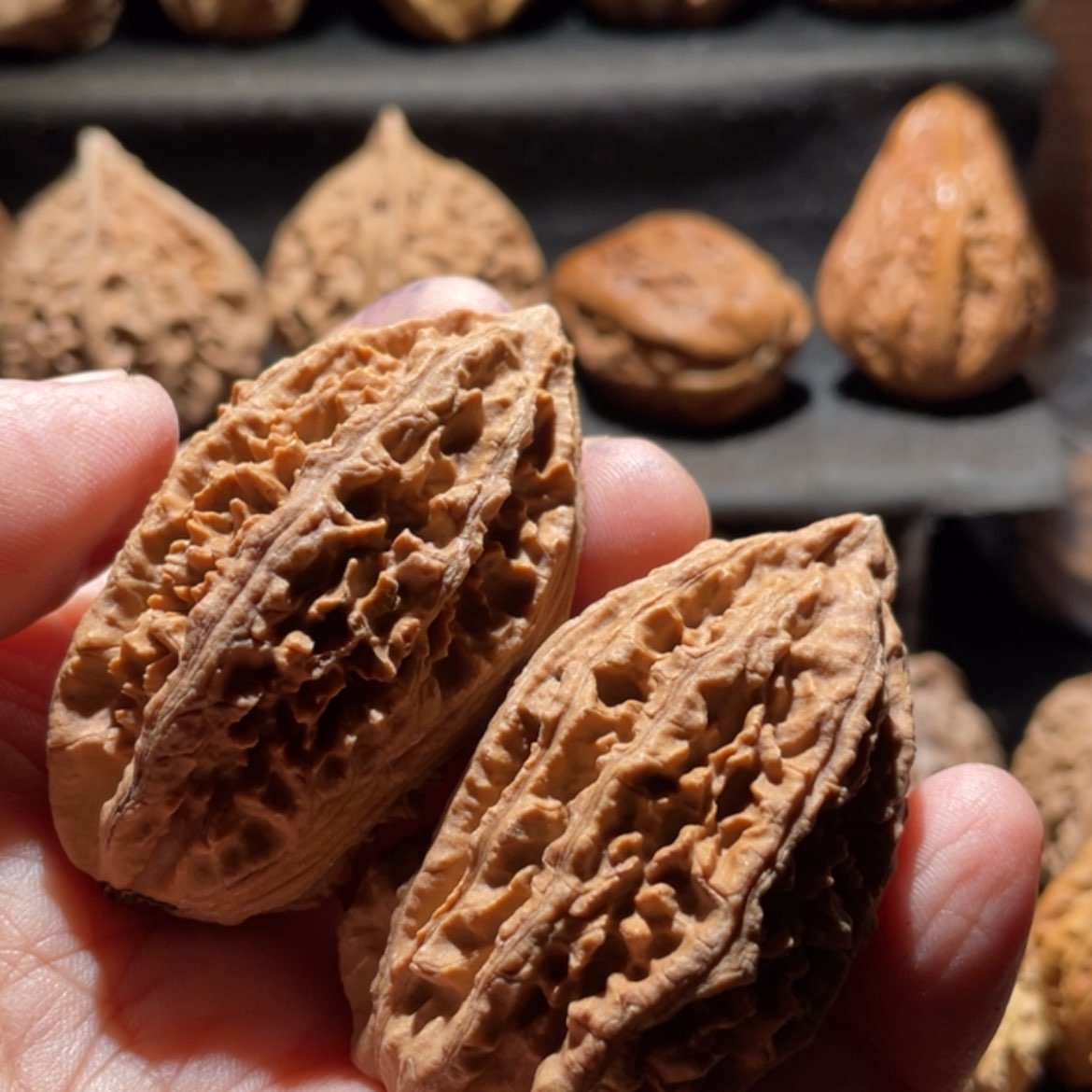 【闪购商品】文玩核桃把件东北楸子102