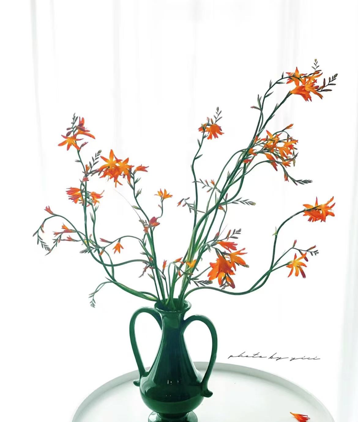 【拾忆花坊】火焰兰鲜切水培鲜花高级小众花材
