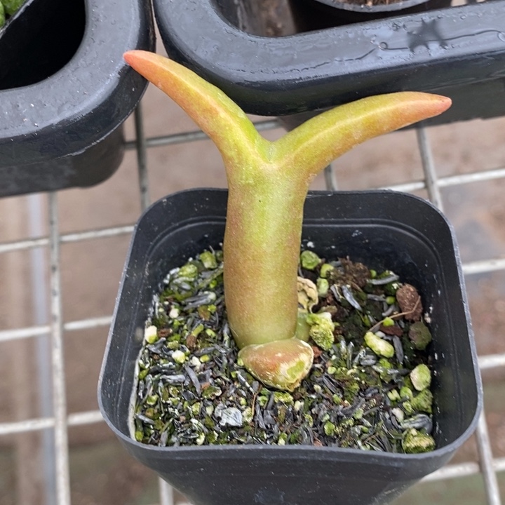 伯克利和格蕾纳等著名音乐