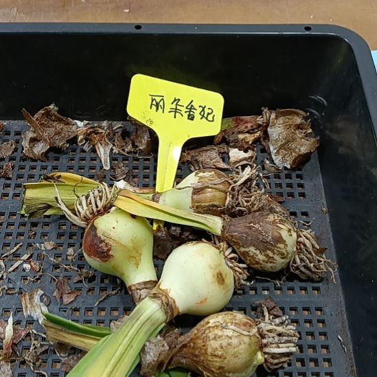 无花朵丽朵香妃3-4发5个