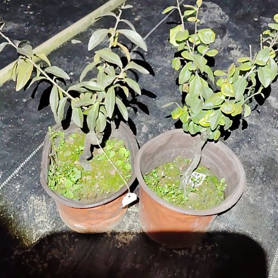 将军金弹子盆景园