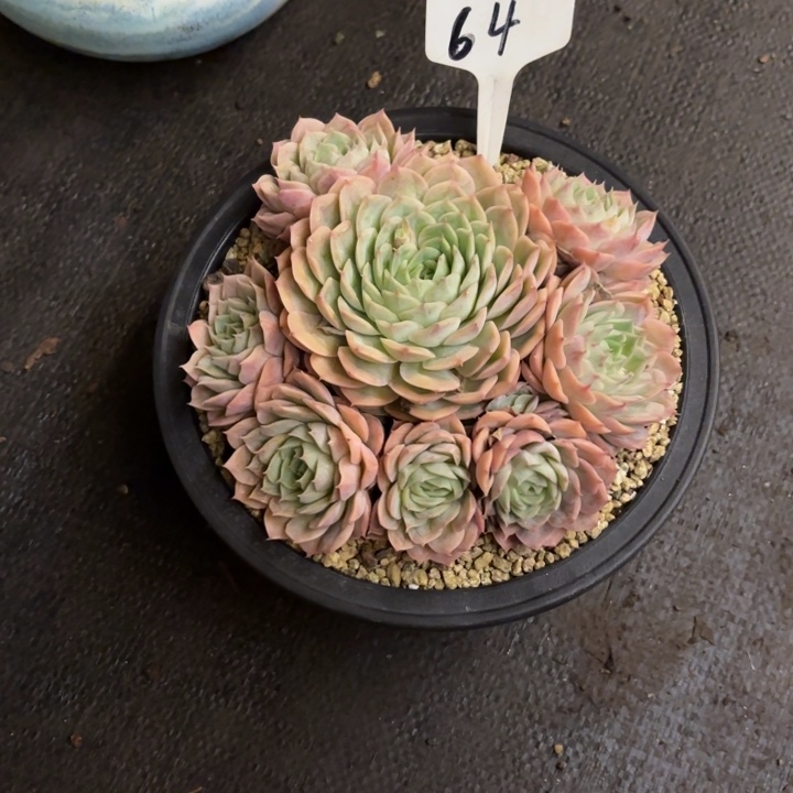 燕****多肉植物，昂斯若64号