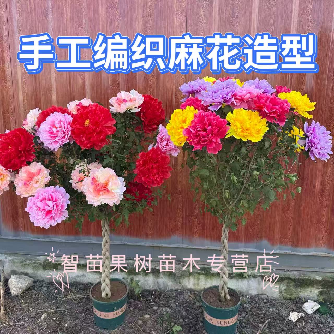 麻花造型带芽发货重瓣大花四季种植耐寒耐热花卉木槿花当年开花