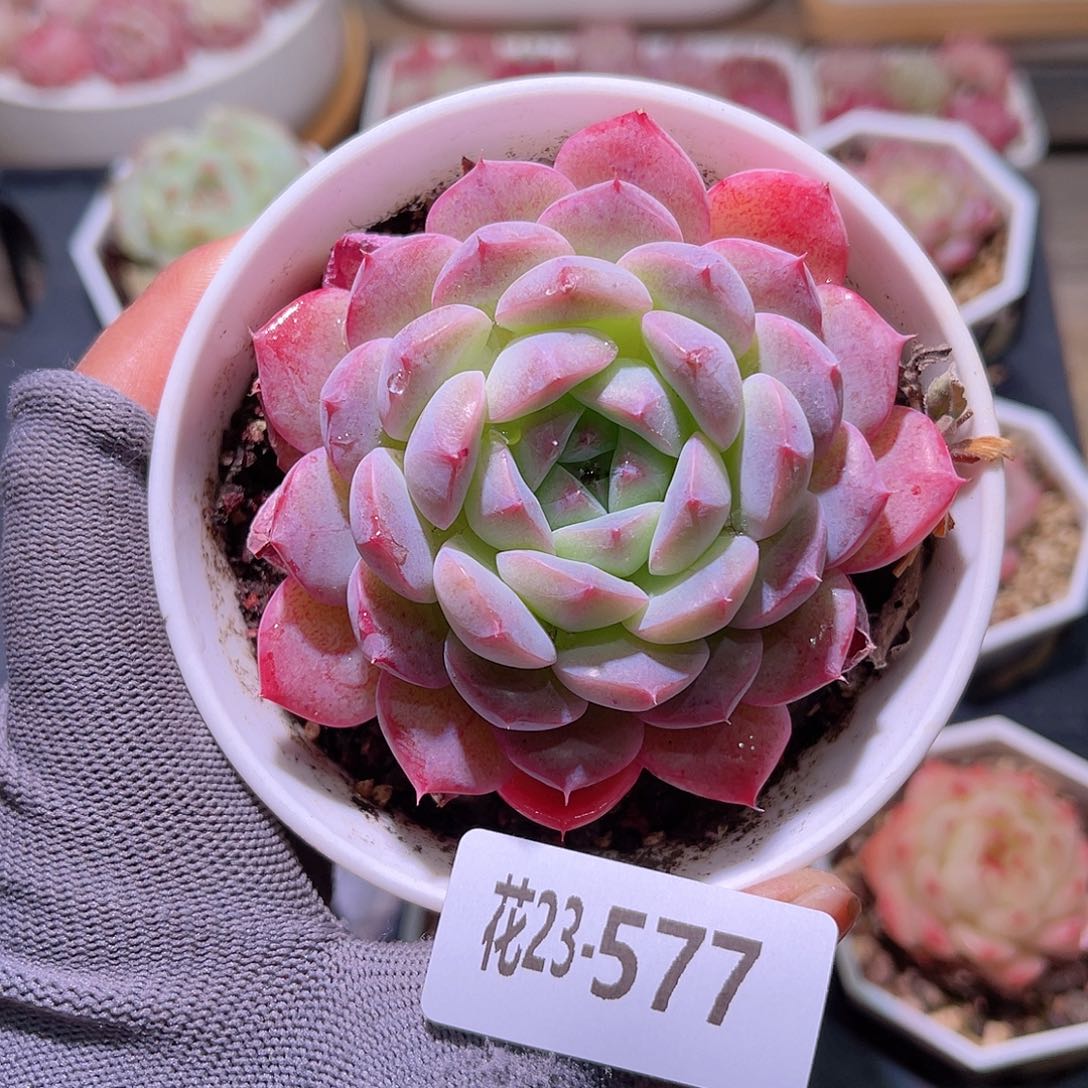 花23-577白桃汽水