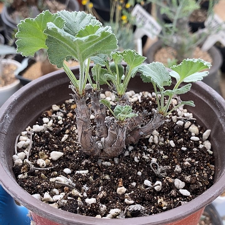 110枝干洋葵带盆一一