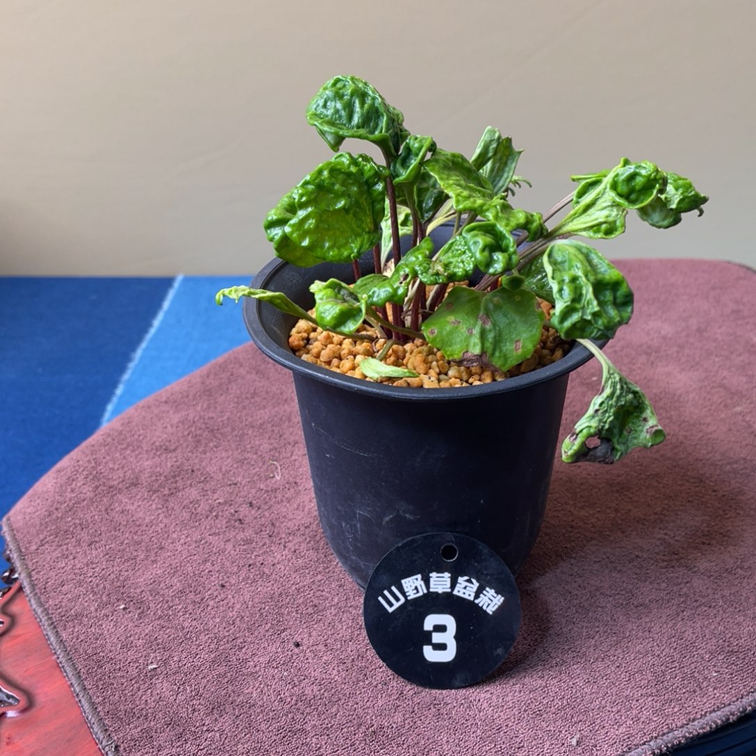 完全开放盆栽植物