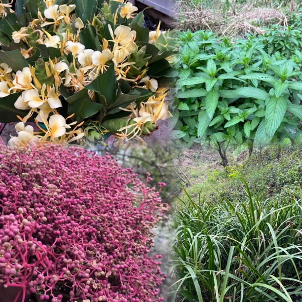 【香料类】毛毛菜鱼了花椒草果折耳根贵州特产等1斤/件起