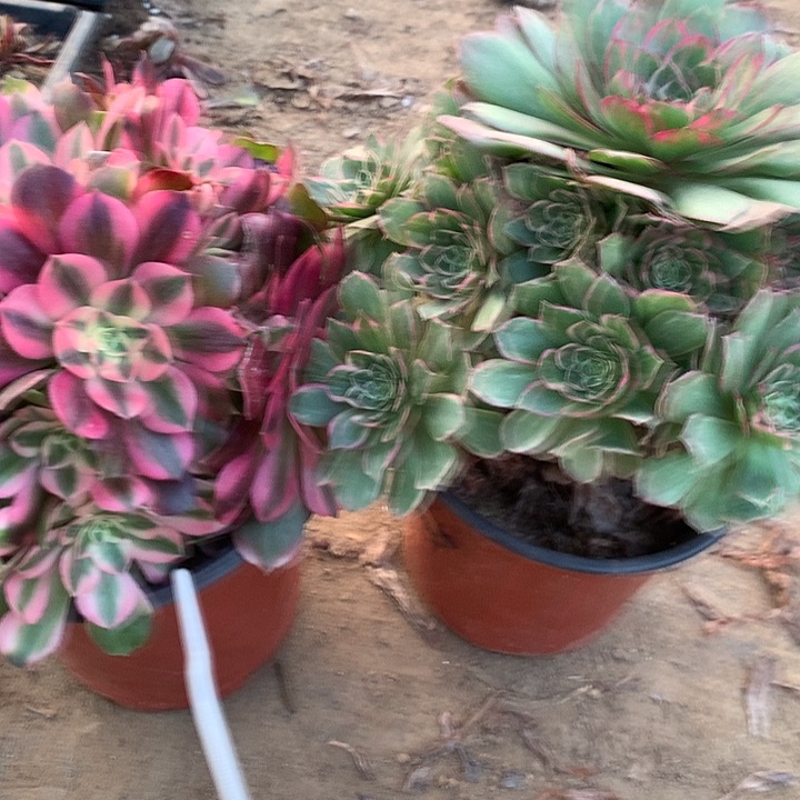 多肉植物香妃组合129有砍