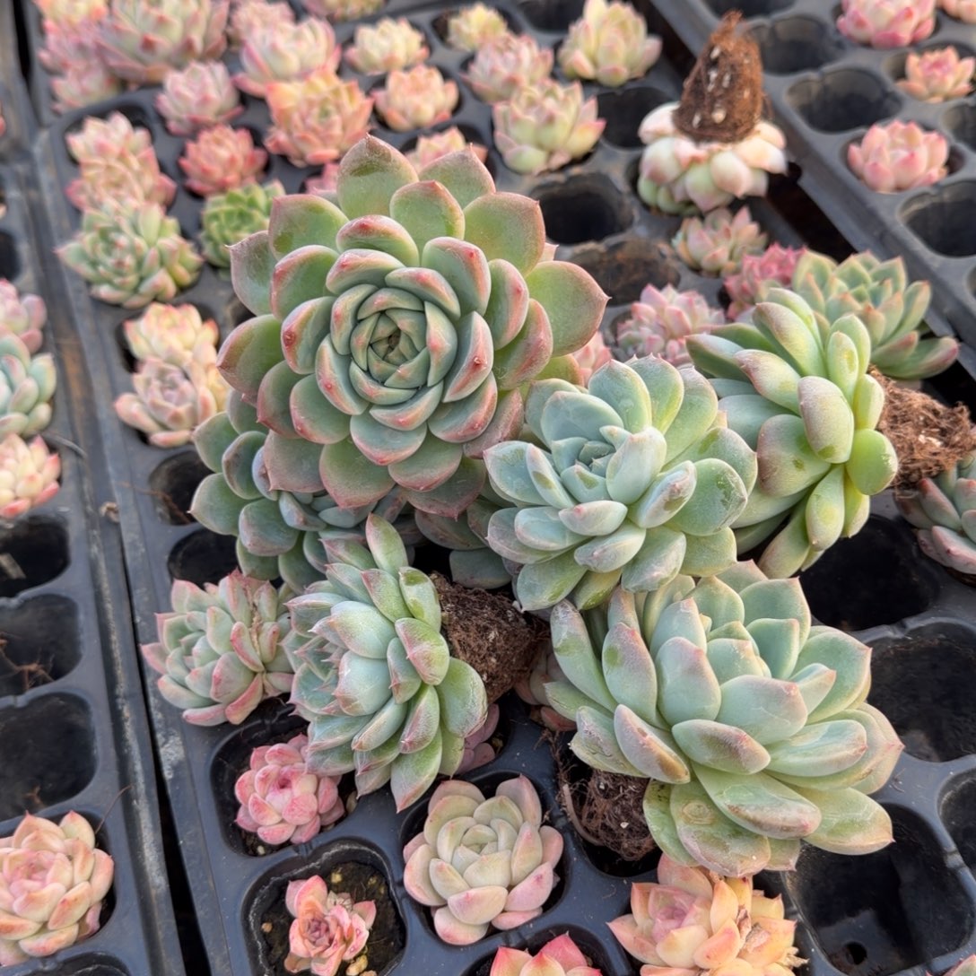 18-48大绿菜珍妮二十颗量拍