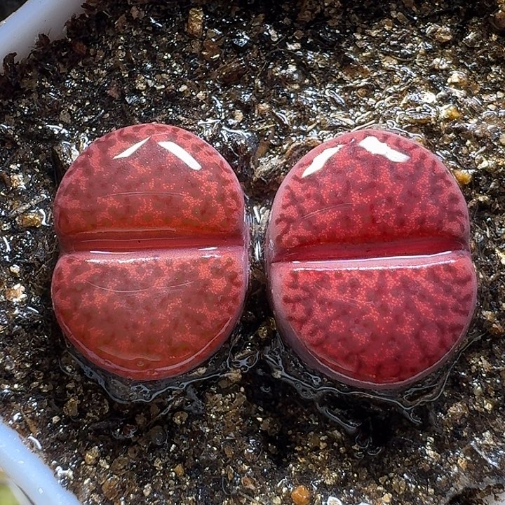 生石花111111。  1.5左右。   827