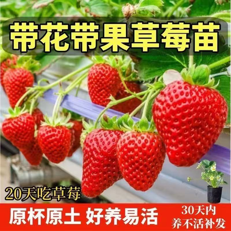 特大苗四季盆栽南方种植带花带果带盆原土