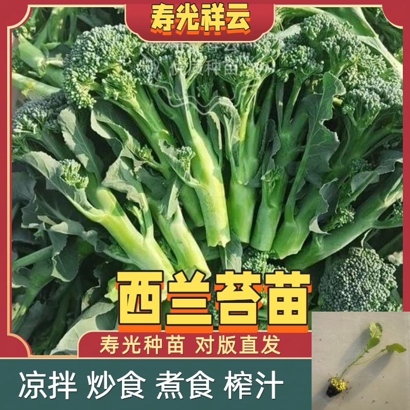 山东寿光正宗西兰苔种苗秧带土多茬采收耐寒适合阳台盆栽蔬菜秧