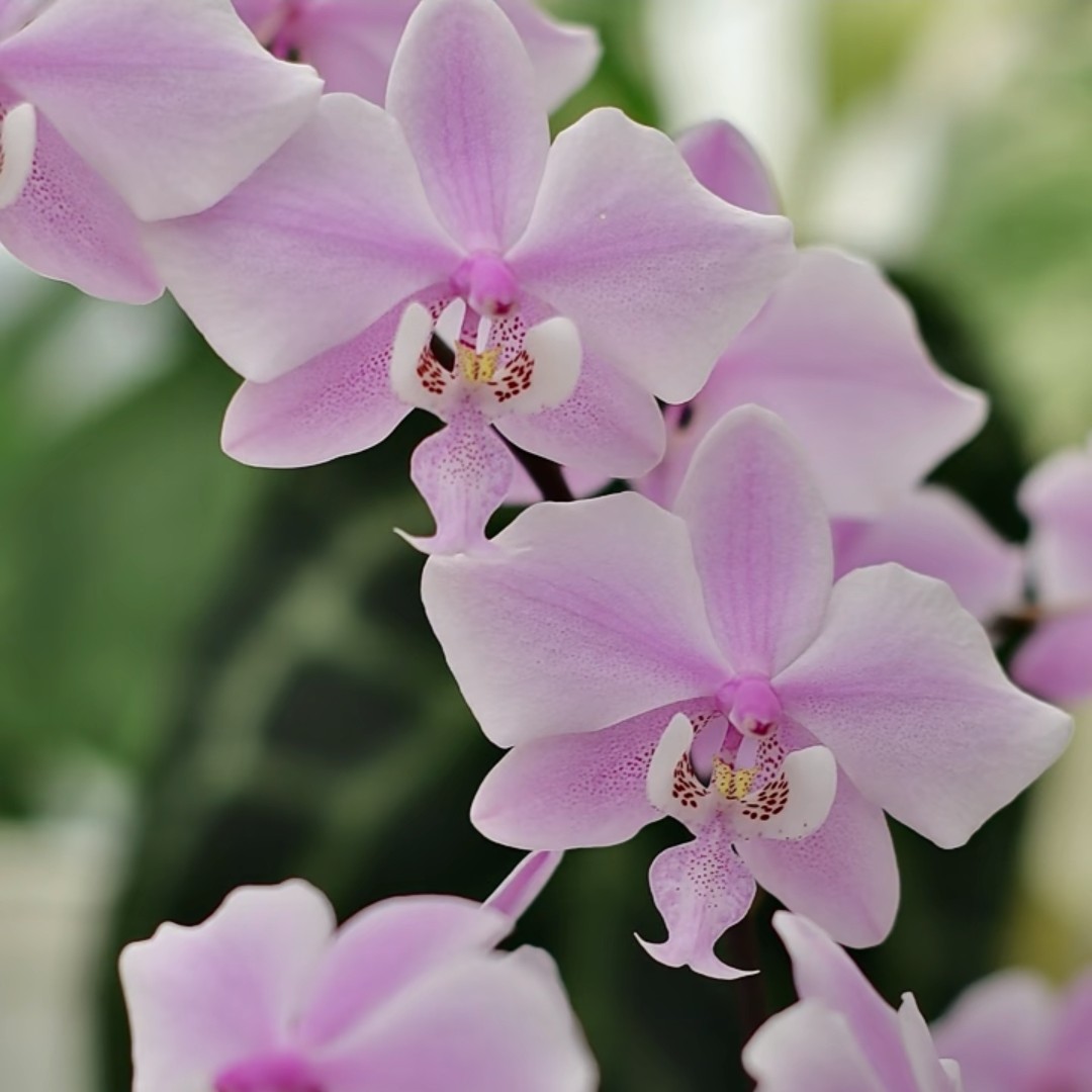 蝴蝶兰 沙巴西蕾丽 兰场直发