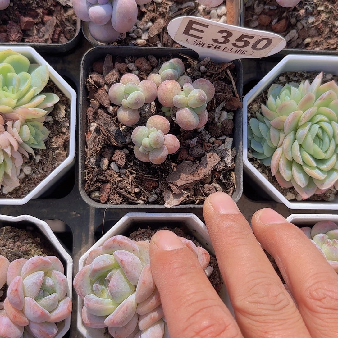 L***LE350苹果奶一物一拍