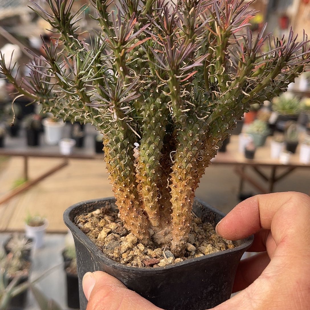 蜘蛛丸大群一物一拍