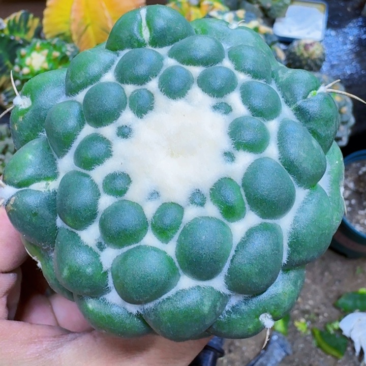 福利蜘蛛眼无刺象牙113