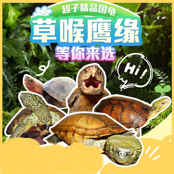 精品草龟墨龟国龟直播大头田黄苏北草小乌龟