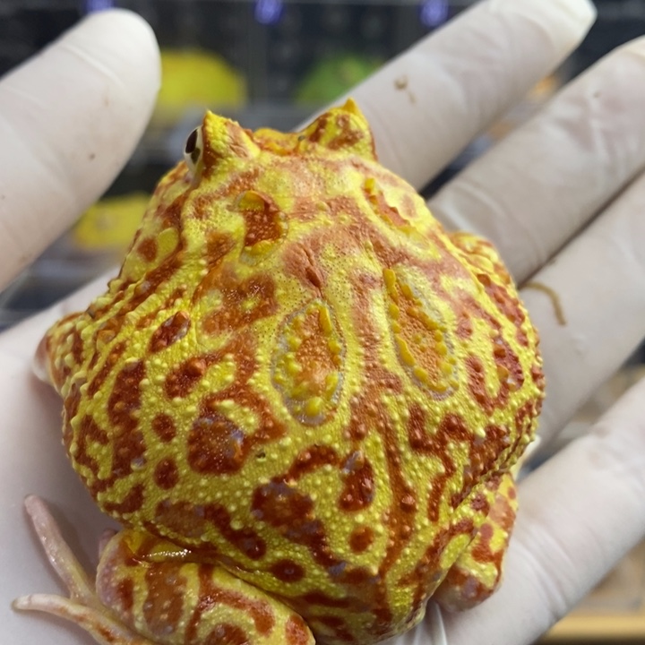 角蛙656 号大火龙6.5厘米