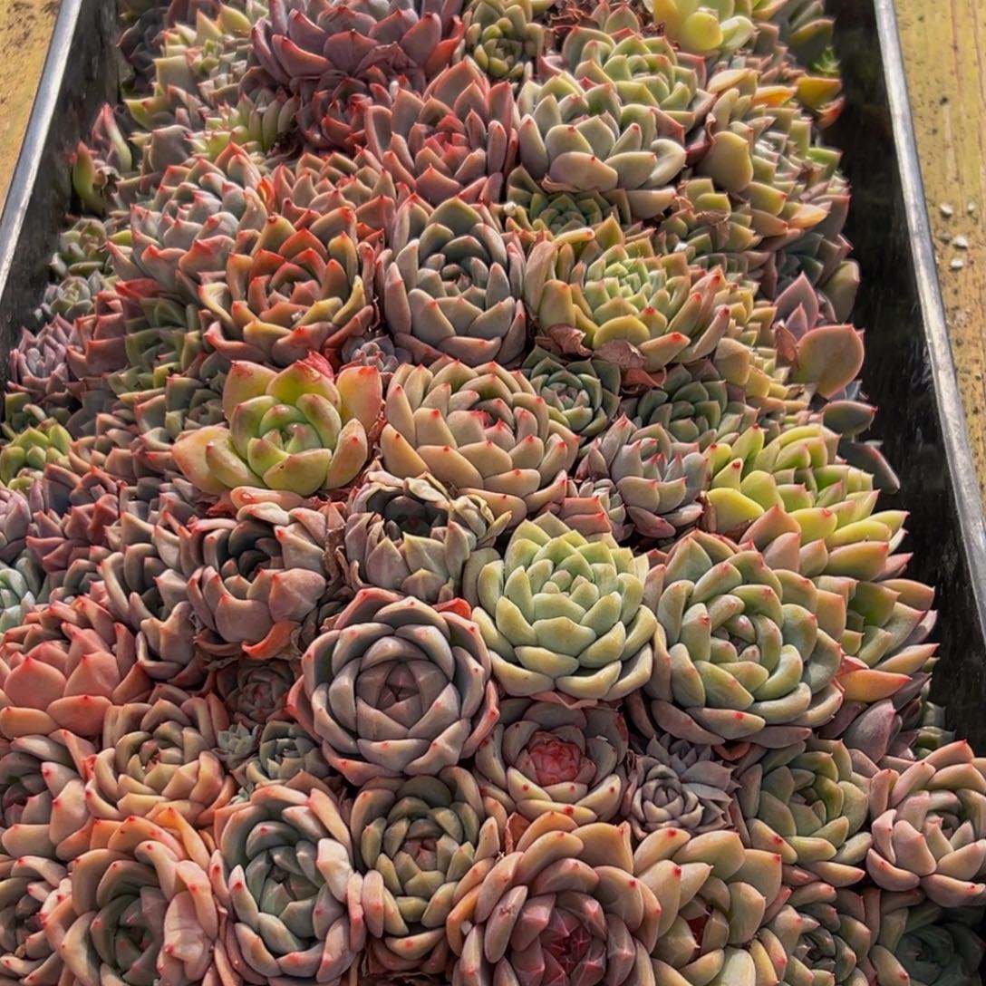 303多肉葡萄的味道是真的很