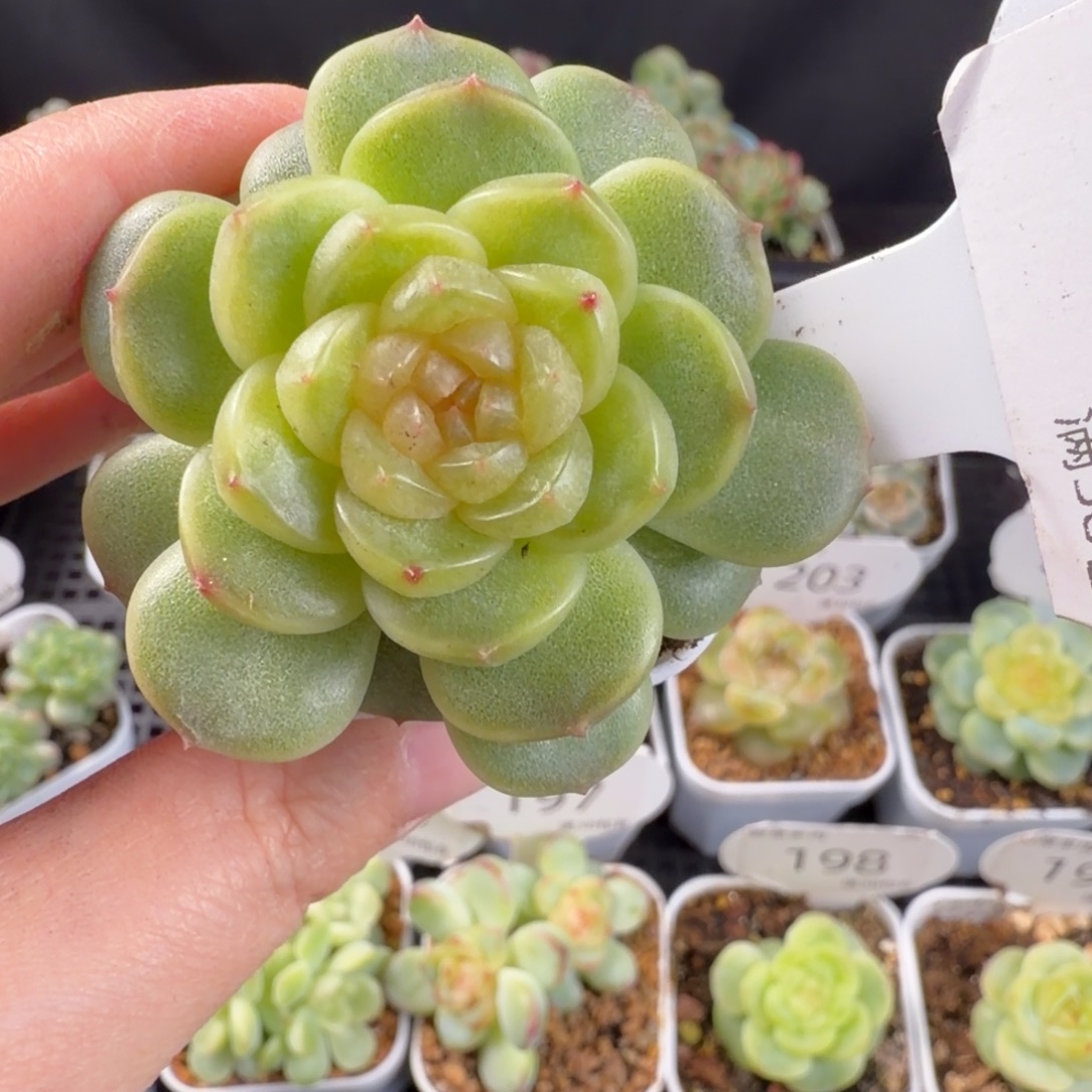 珍妮孤品单头205号一颗