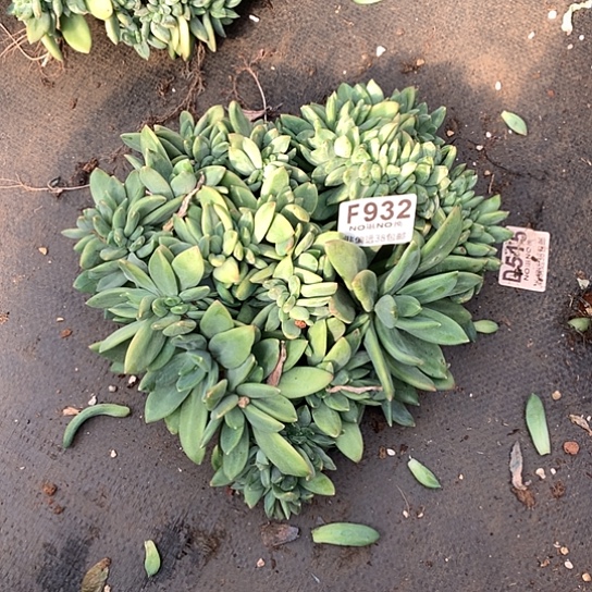 A***牛海洋之歌缀化932 亏本处理退款拉黑需延迟发货