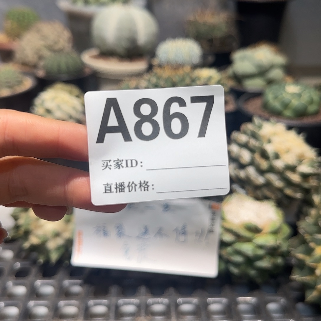 象***宝实生仙人球特价一颗