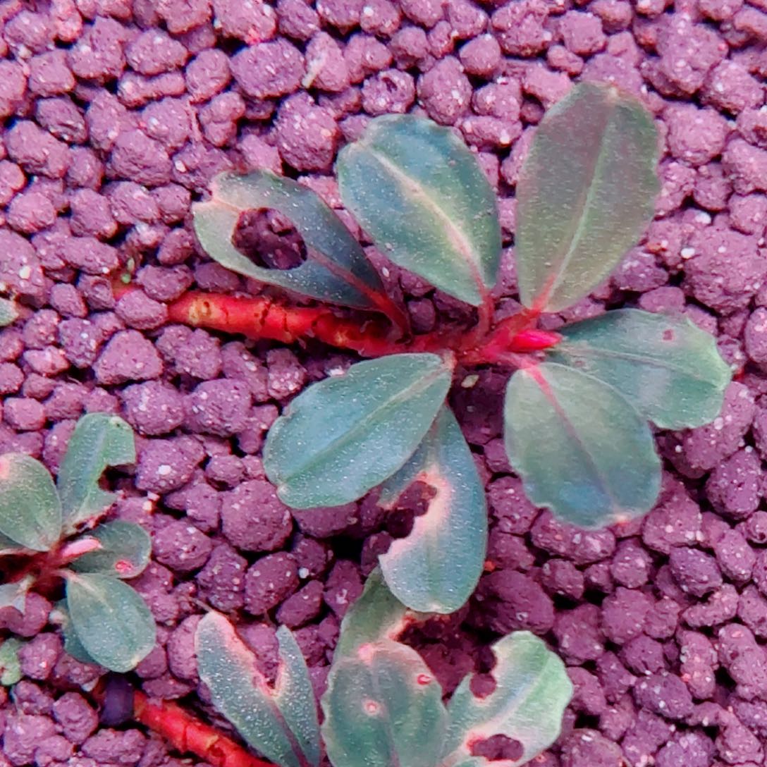 无花朵显摆福利价一头植物