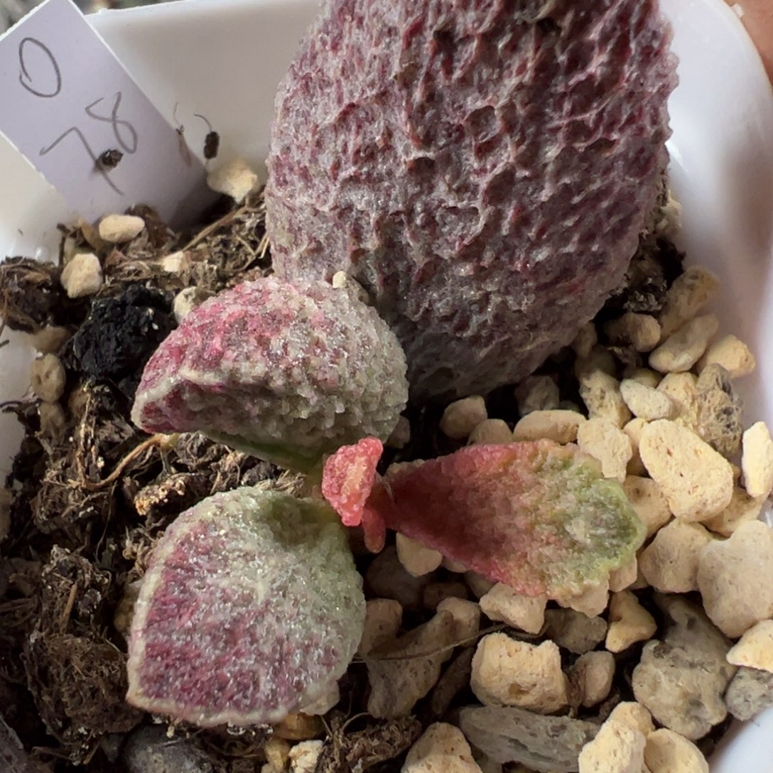 网纹大舌头花斑款新品多肉植物