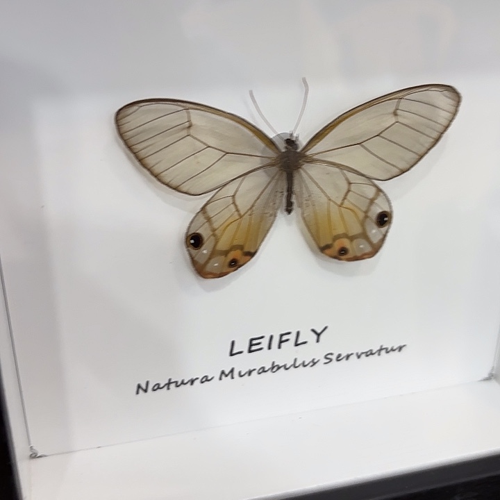 卿***上蝴蝶标本定制243@