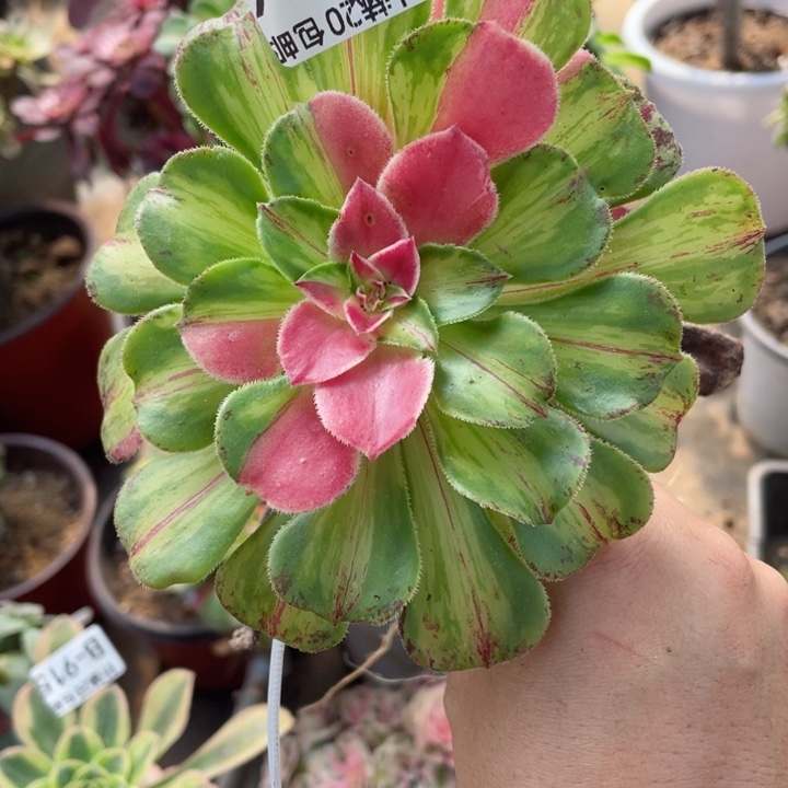 916知否嫁接多肉123446789