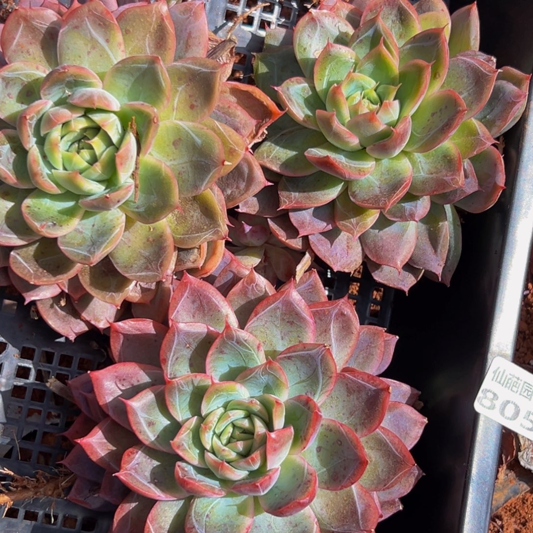 805多肉葡萄领导人物库资料