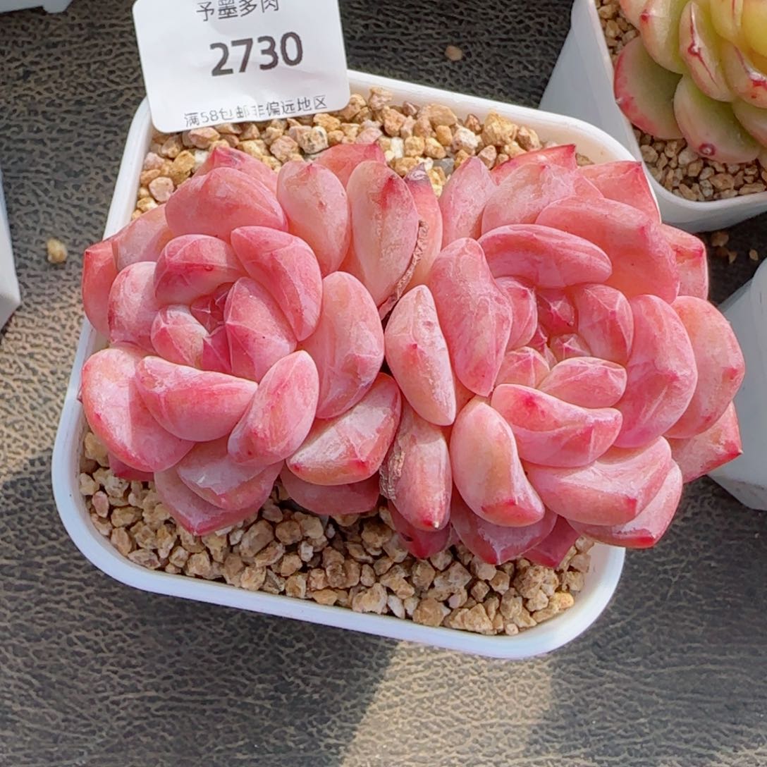 荔枝冻，2730多肉植物