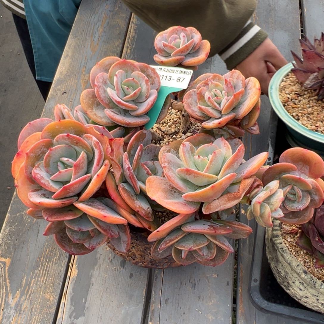 傻**名从前慢多肉精选编号0113.87